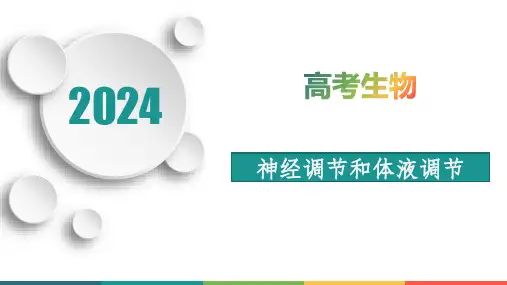 神经调节和体液调节-2024年高考生物