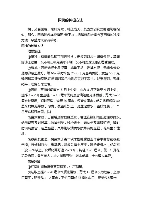 国槐的种植方法