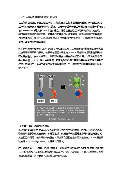 GFP在蛋白质相互作用研究中的应用