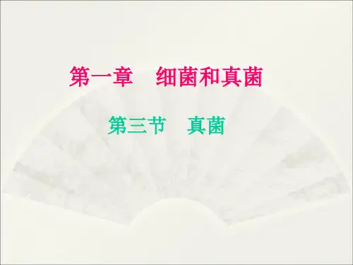 鲁科版(五四学制)生物七年级下册 6.1.3  真菌 课件