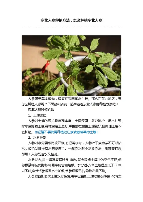 东北人参种植方法，怎么种植东北人参