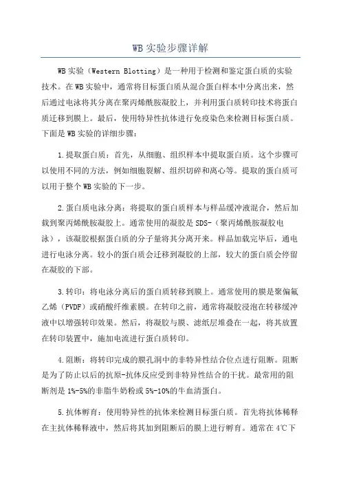 WB实验步骤详解