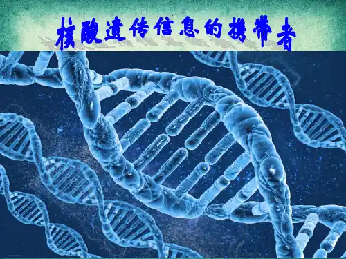 核酸是遗传信息的携带者【新教材】人教版高中生物必修一教学课件