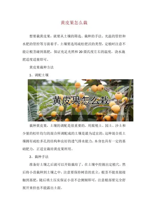 黄皮果怎么栽