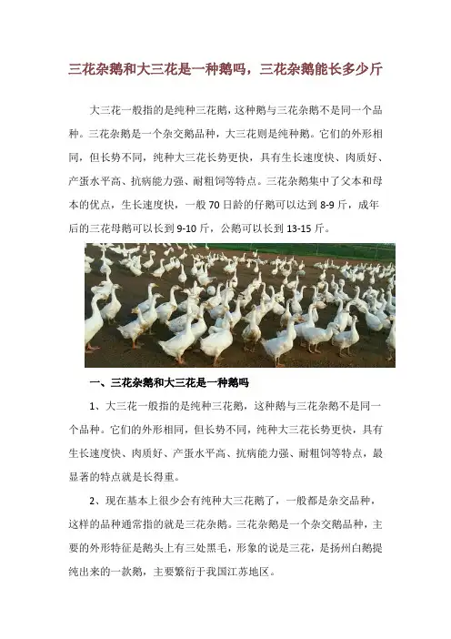 三花杂鹅和大三花是一种鹅吗,三花杂鹅能长多少斤