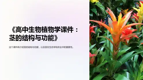 《高中生物植物学课件：茎的结构与功能》