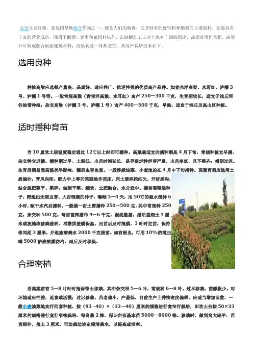 高粱