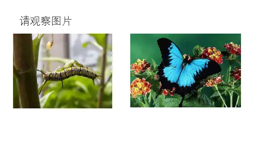 动物的生殖和发育