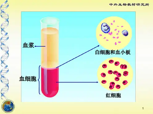 人体的血液循环ppt课件