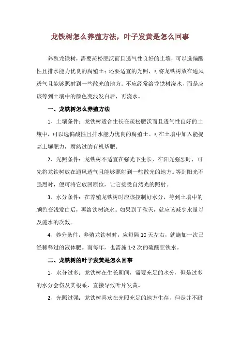 龙铁树怎么养殖方法,叶子发黄是怎么回事