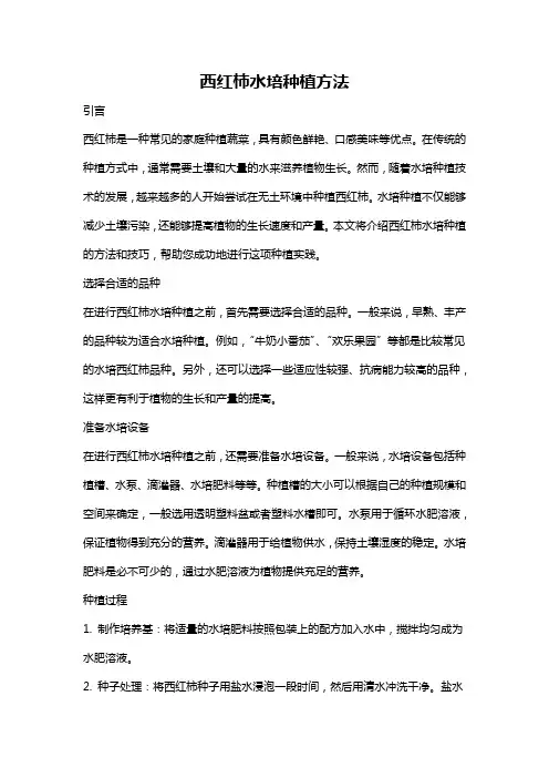 西红柿水培种植方法