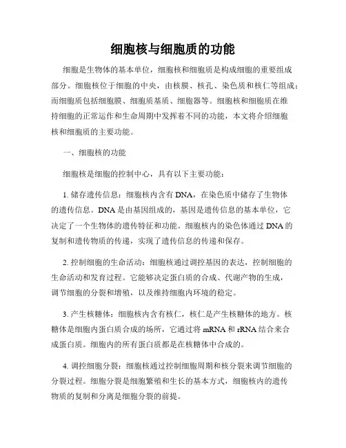 细胞核与细胞质的功能