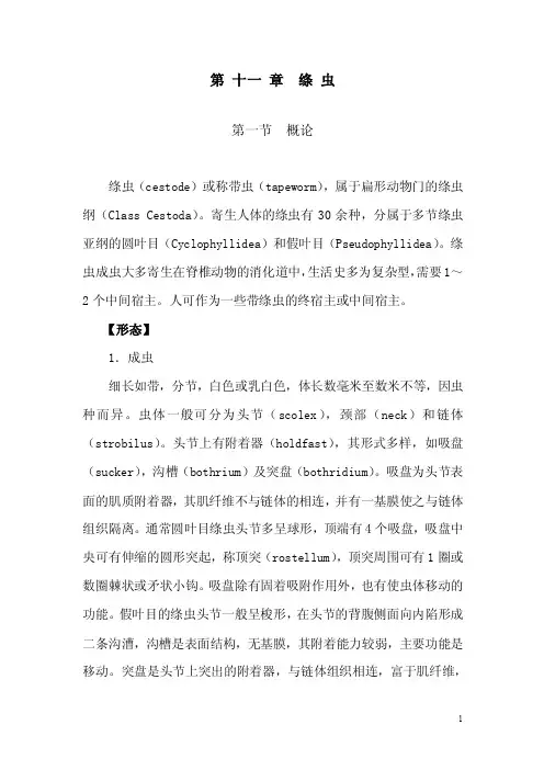 绦虫（cestode）或称带虫（tapeworm）