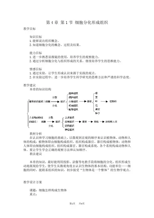七年级(初一)生物 第4章第1节细胞分化形成组织
