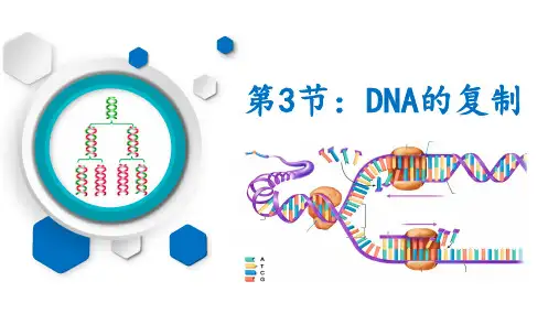 3-3DNA的复制(教学课件)—— 高中生物人教版(2019)必修第二册