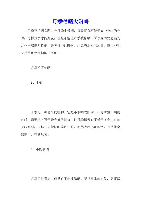 月季怕晒太阳吗
