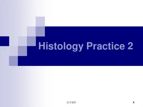 组织学与胚胎学切片图 PPT课件