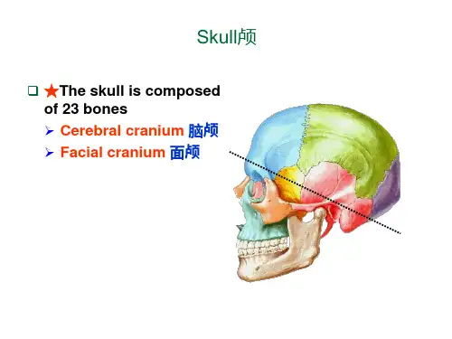 解剖_颅骨.l