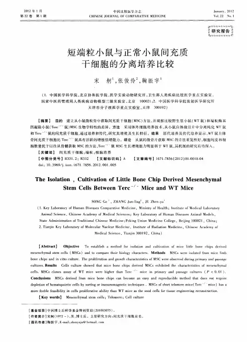 短端粒小鼠与正常小鼠间充质干细胞的分离培养比较