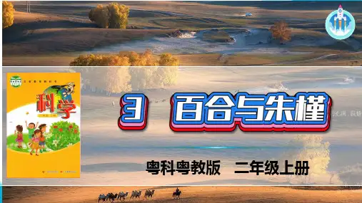 粤科粤教版科学二年级上册3百合与朱瑾课件