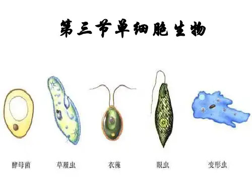 七年级生物--单细胞生物课件