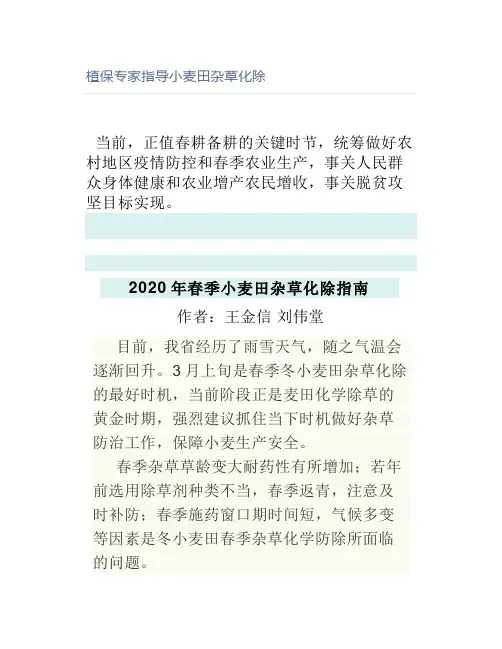 【农业】植保专家指导小麦田杂草化除