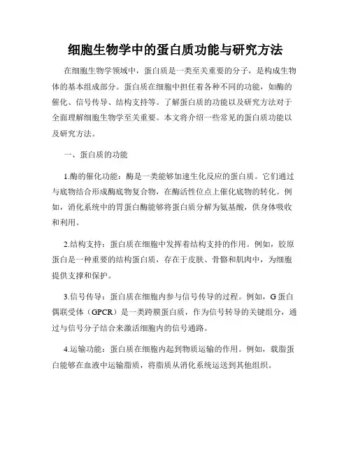 细胞生物学中的蛋白质功能与研究方法