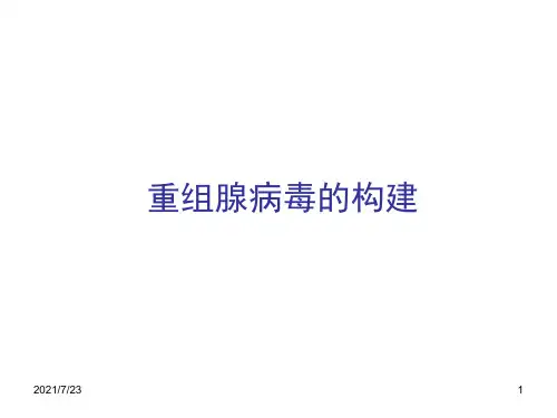 腺病毒载体构建PPT课件