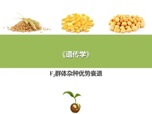 近亲繁殖和杂种优势—杂种优势(普通遗传学课件)
