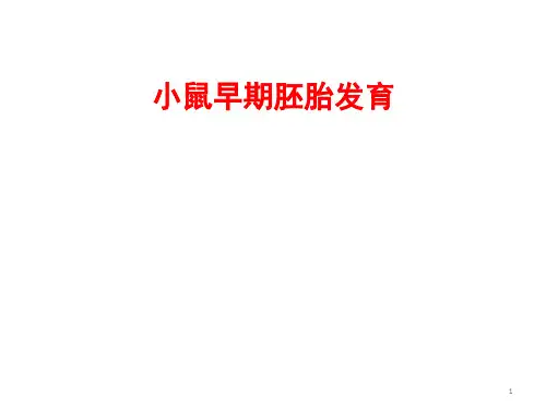 小鼠早期胚胎发育ppt课件