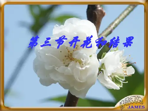 【初中生物】开花和结果PPT课件16