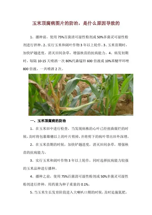 玉米顶腐病图片的防治,是什么原因导致的