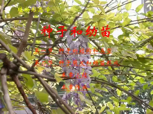 植物学课件第二章
