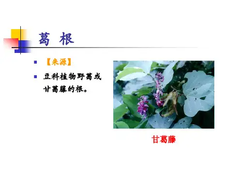 根及根茎类中药05