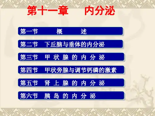 内分泌-生理学课件