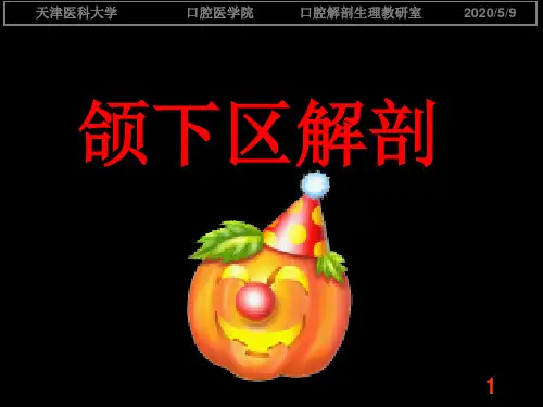颌下区解剖