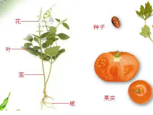 华师大版科学八年级上册绿色开花植物的营养器官(课件共33张)