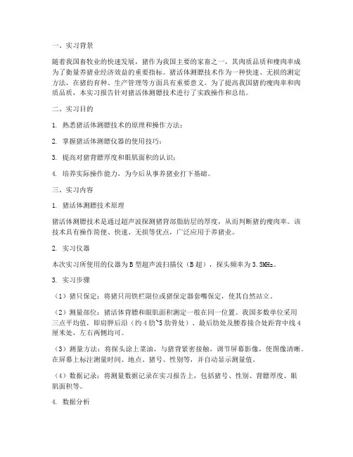 猪活体测膘的实习报告