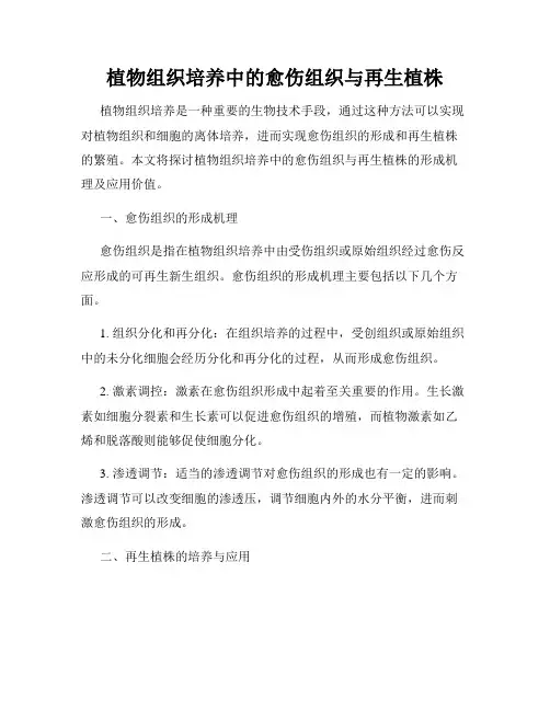 植物组织培养中的愈伤组织与再生植株