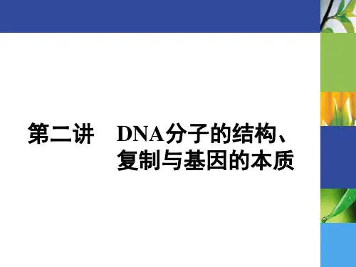 新高考一轮复习人教版DNA分子的结构复制与基因的本质课件