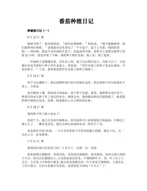 番茄种植日记