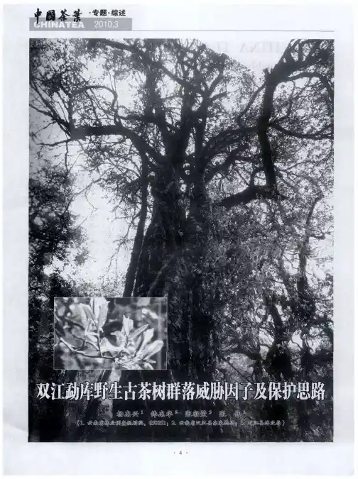 双江勐库野生古茶树群落威胁因子及保护思路