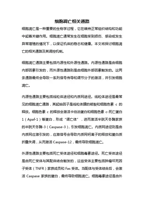 细胞凋亡相关通路