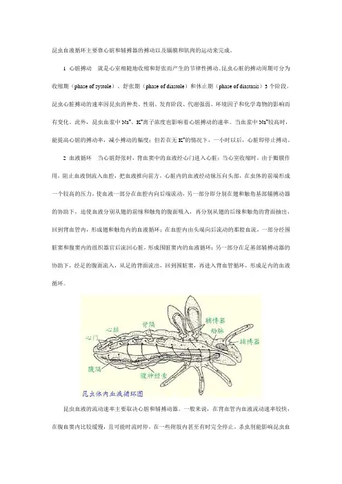 昆虫的血液循环
