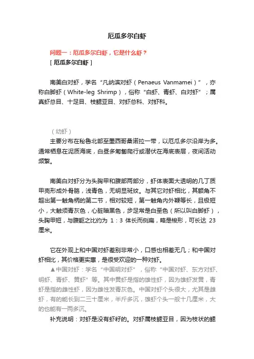 厄瓜多尔白虾