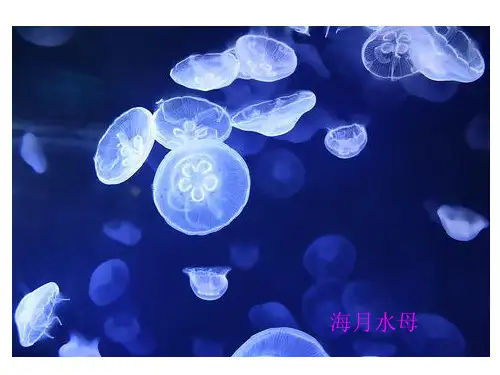 人教版八年级生物上册第1章第1节腔肠动物和扁形动物(共31张PPT)