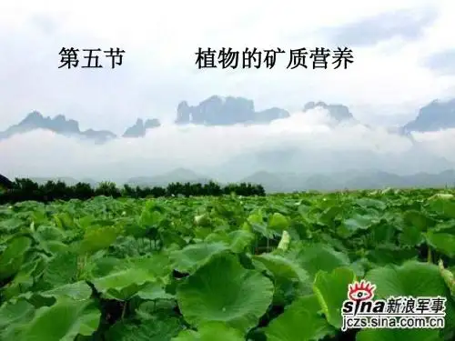 植物的矿质营养PPT