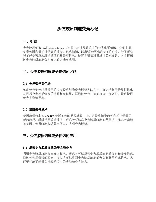 少突胶质细胞荧光标记