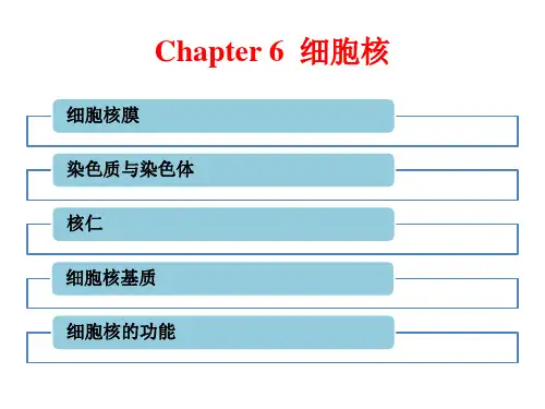 高中生物《细胞核》优秀课件