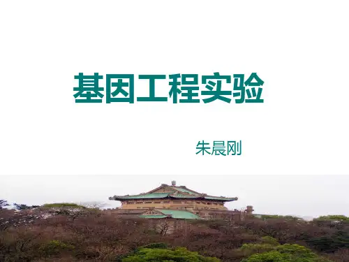 基因片段与载体连接、转化和重组子筛选